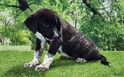 Anatolian Shepherd dogs for sale: AKC Dusty 2025 Female 1 - Image 8