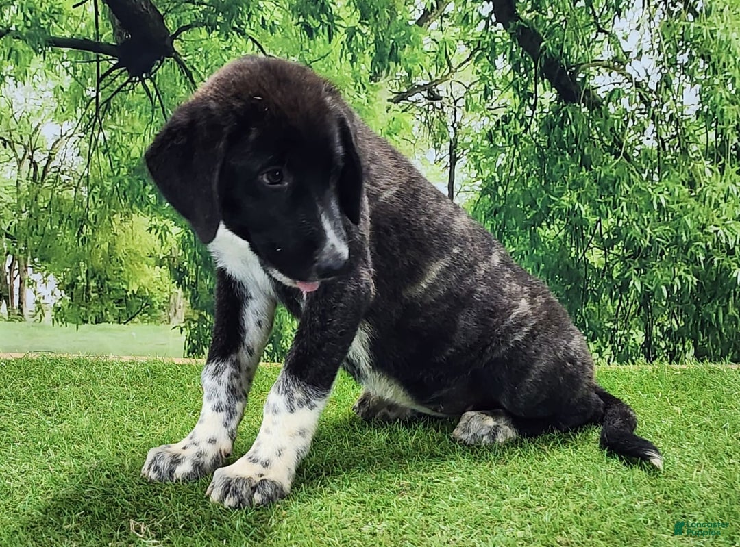 Anatolian Shepherd dogs for sale: AKC Dusty 2025 Female 1 - Image 8