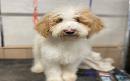 Standard Poodle dogs for sale: Gus - Image 4