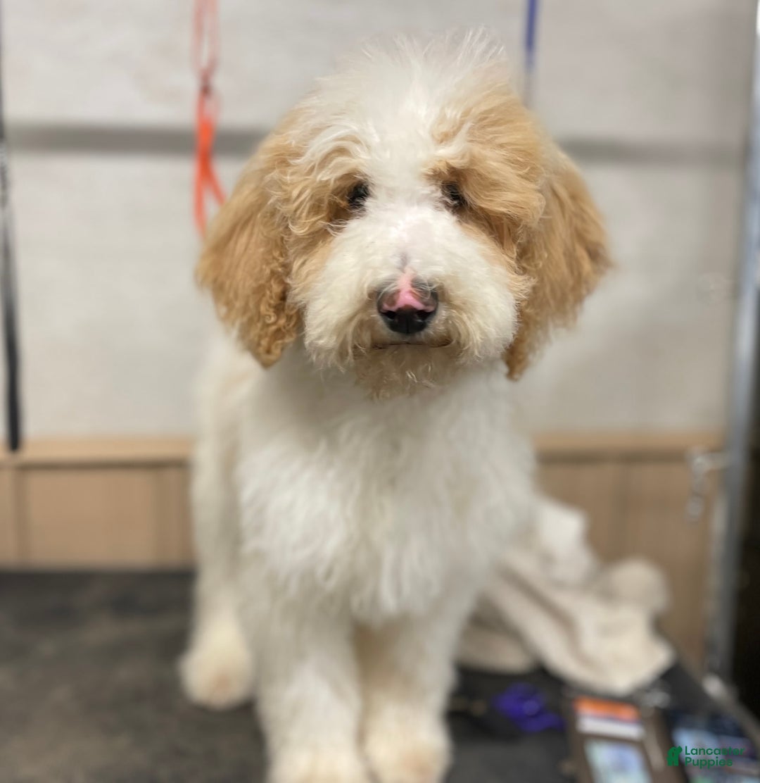 Standard Poodle dogs for sale: Gus - Image 4