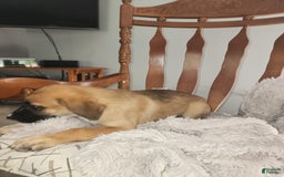 German Shepherd dogs for sale: Tank - Image 3