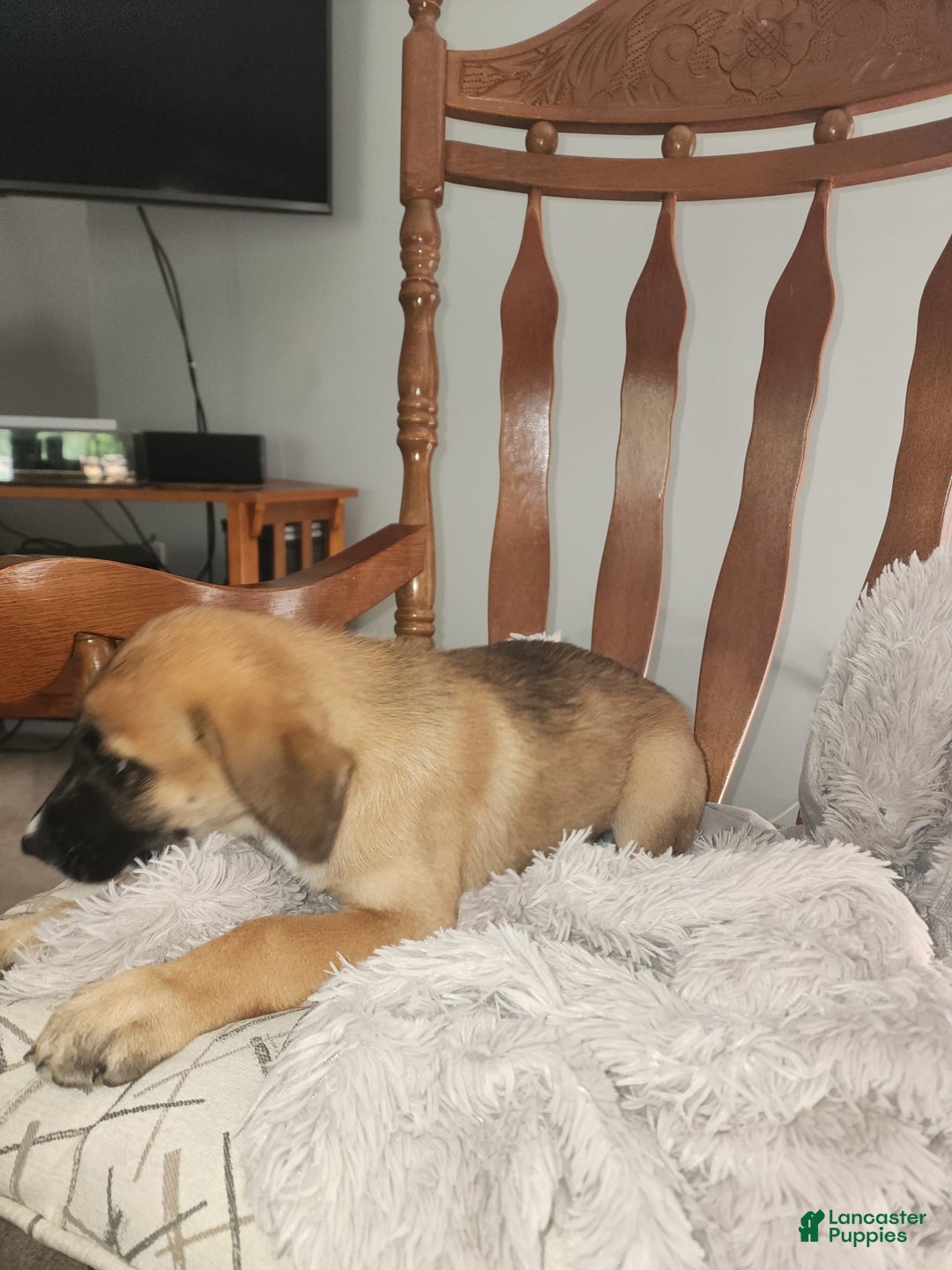 German Shepherd dogs for sale: Tank - Image 3