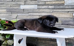 Labrador Retriever dogs for sale: Jabel - Image 2