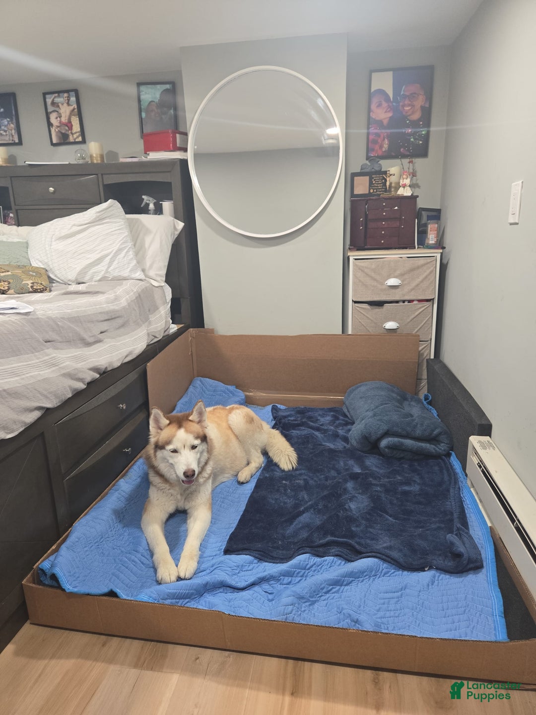 Siberian Husky dogs for sale: Creed - Image 5