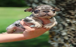 French Bulldog dogs for sale: Chance - Image 4