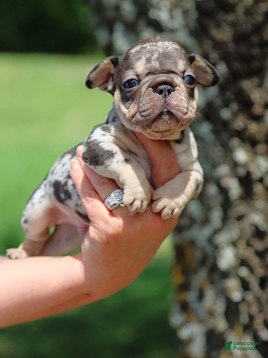 French Bulldog dogs for sale: Chance - Image 4
