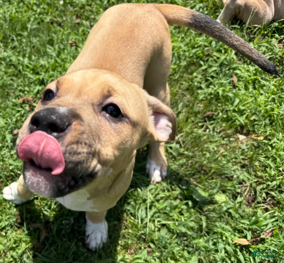 American Pit Bull Terrier dogs for sale: Pincess - Image 8