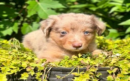 Miniature Australian Shepherd dogs for sale: Louie - Image 1