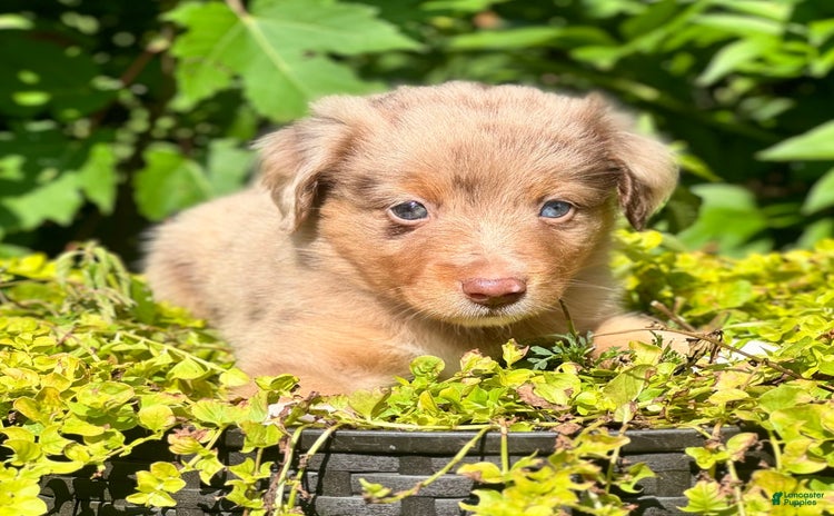 Miniature Australian Shepherd dogs for sale - Ad 2