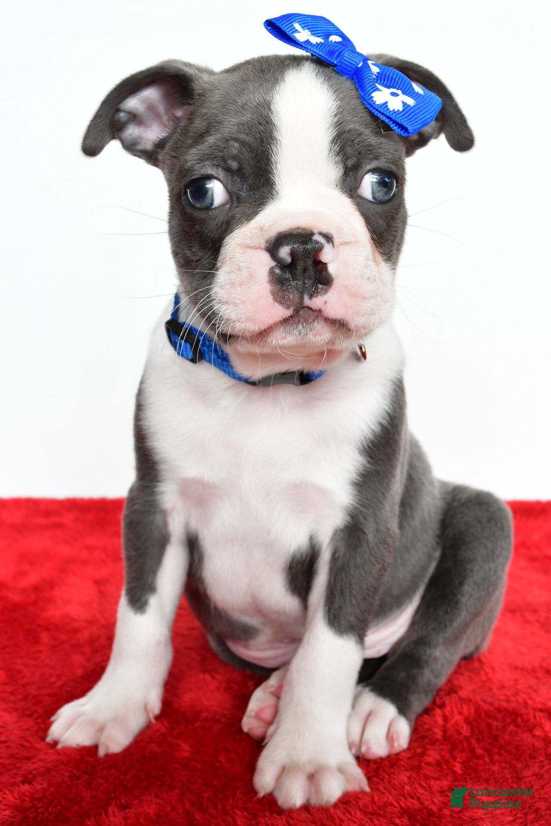 Frenchton dogs for sale: Blaze - Image 2