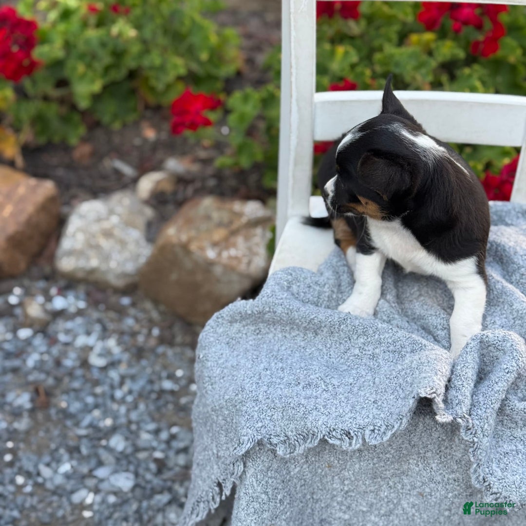 Chihuahua dogs for sale: Sprout - Image 7