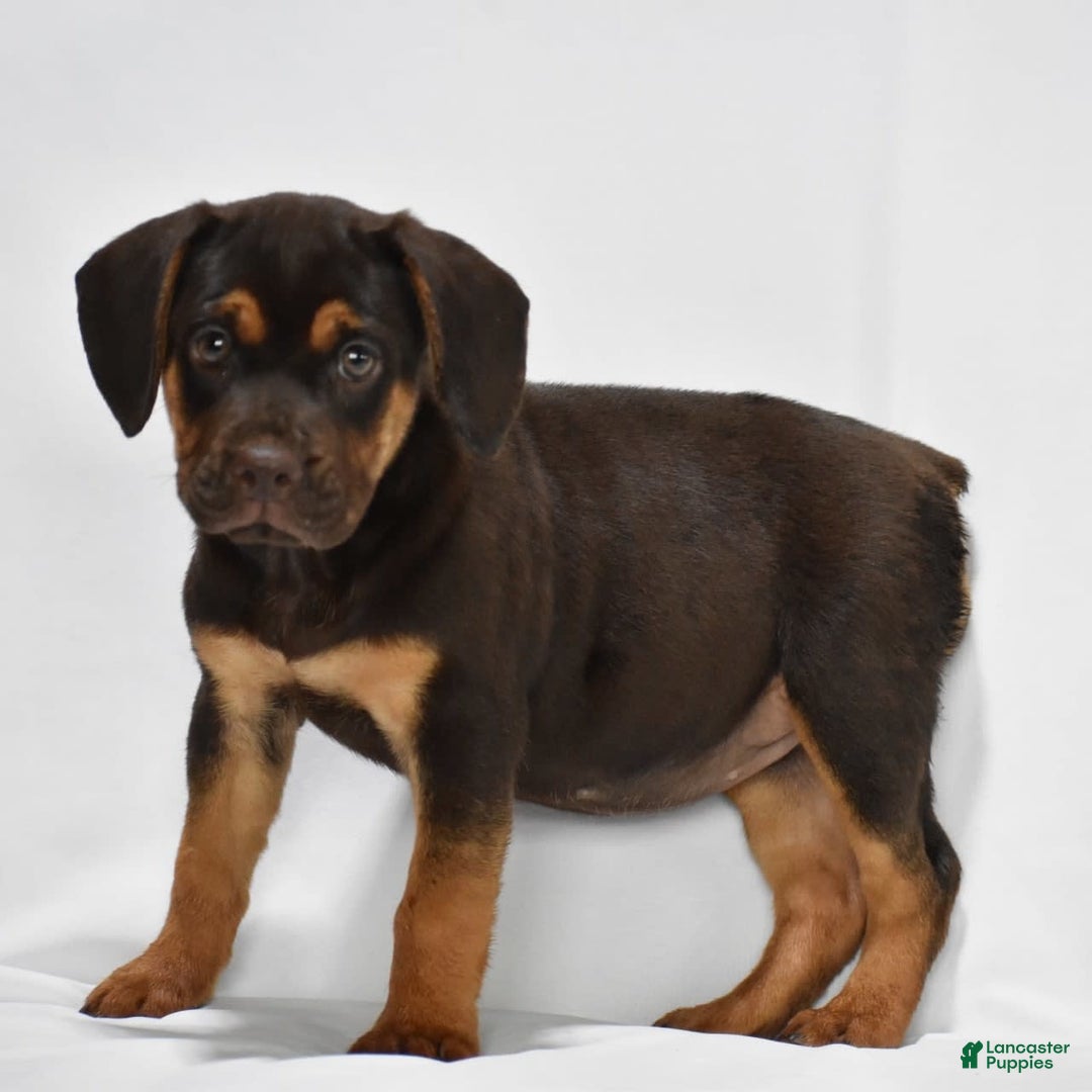 Beabull dogs for sale: Indie - Image 6