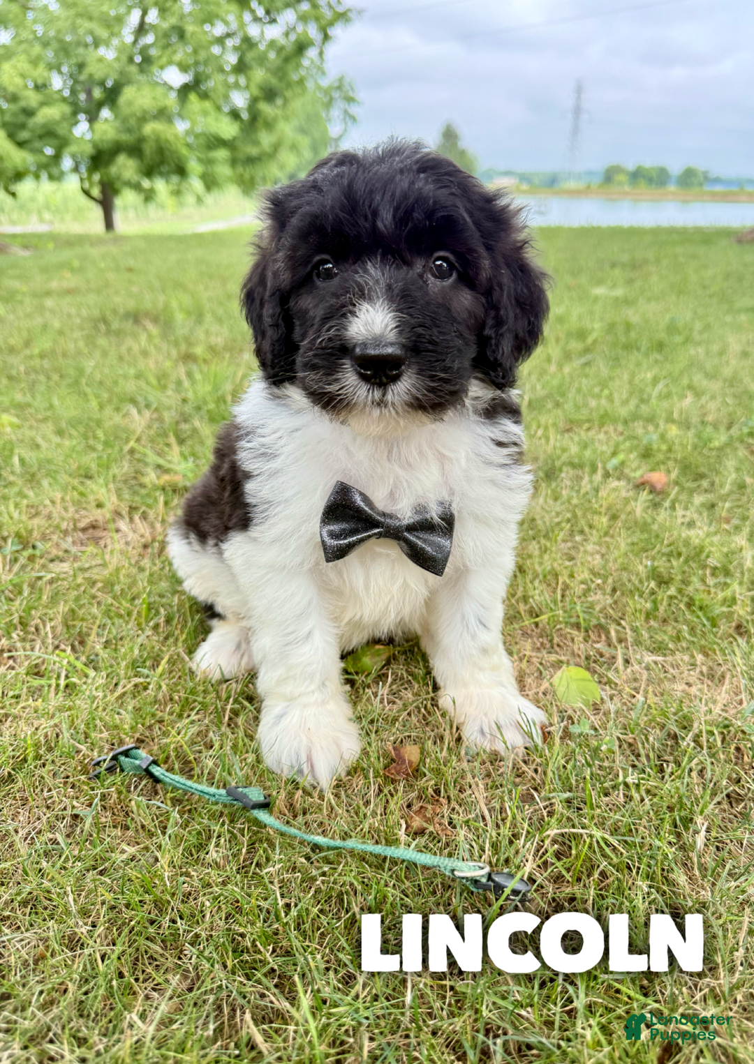 Saint Berdoodles dogs for sale: Lincoln- Standard F1b - Image 2