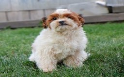 Shihpoo dogs for sale: Buster - Image 7