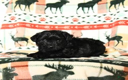 Yorkiepoo dogs for sale: Cinder - Image 2