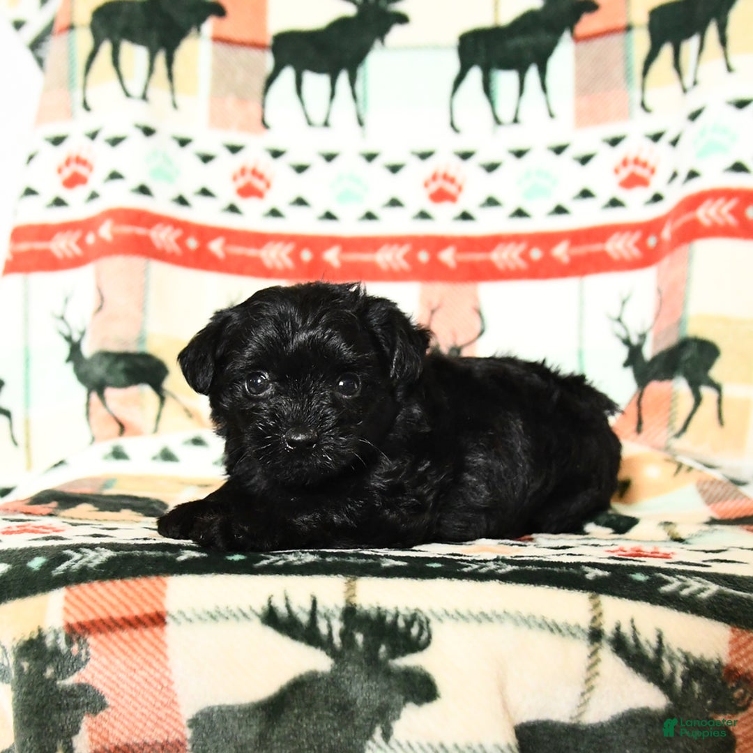 Yorkiepoo dogs for sale: Cinder - Image 2