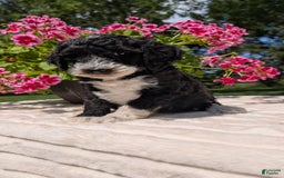 Mini Bernedoodle dogs for sale: Sienna - Image 4