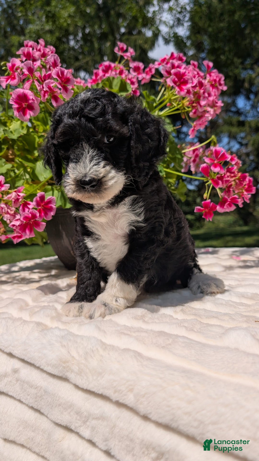 Mini Bernedoodle dogs for sale: Sienna - Image 4
