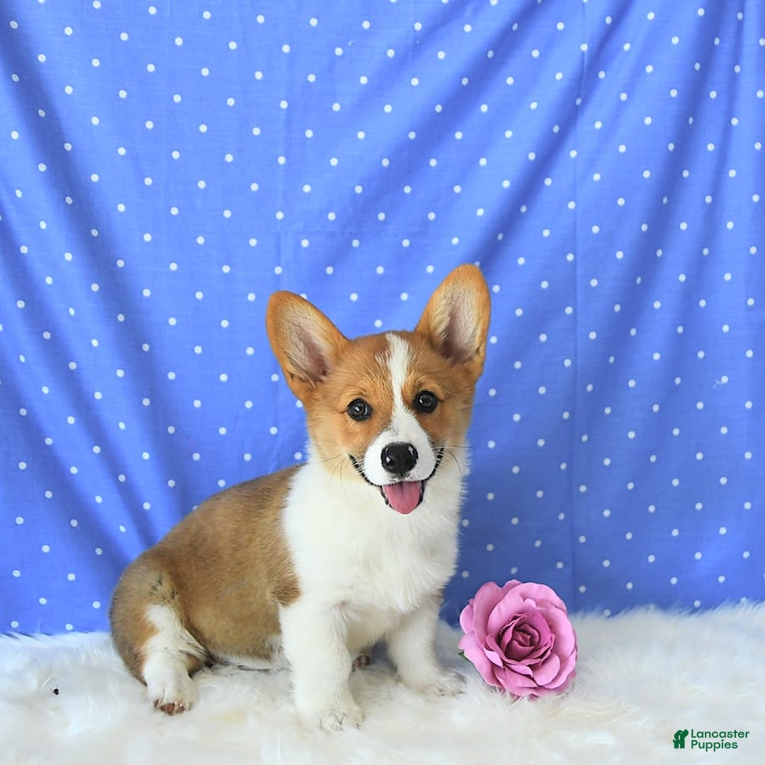 Welsh Corgi Pembroke dogs for sale: Patsy - Image 3