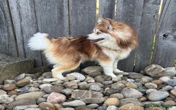 Pomsky dogs for sale: Raina - Image 13
