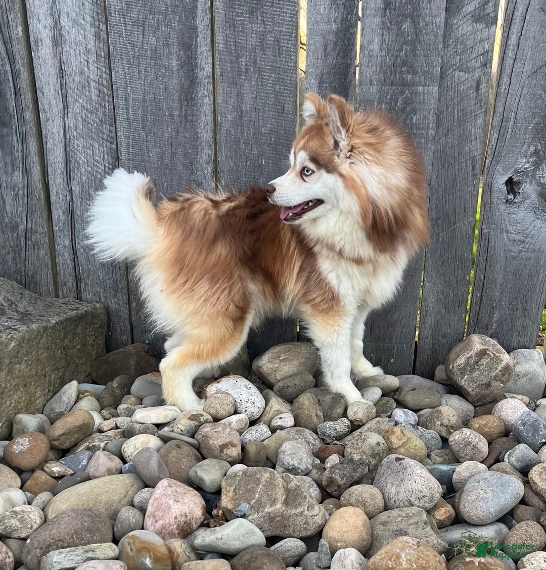 Pomsky dogs for sale: Raina - Image 13