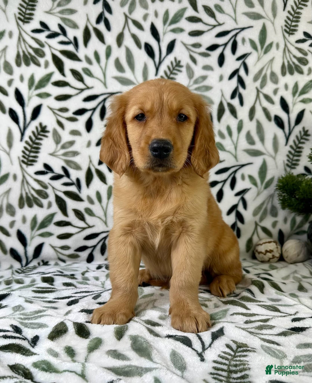 Golden Retriever dogs for sale: George - Listing for pets: George, Garrison, Geo - Image 6