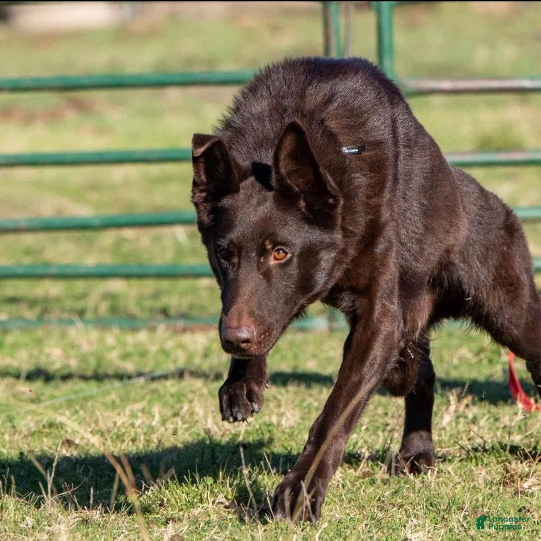German Shepherd dogs for sale: Puppy 1 - Image 3