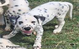 Dalmatian dogs for sale: Peppers Black Boy - Image 7