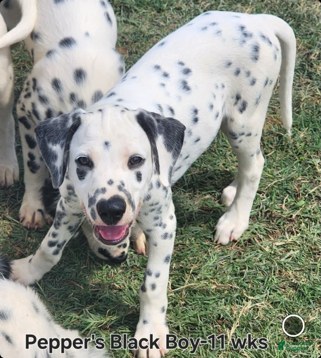 Dalmatian dogs for sale: Peppers Black Boy - Image 7