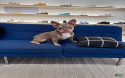 French Bulldog dogs for sale: Dj - Image 10