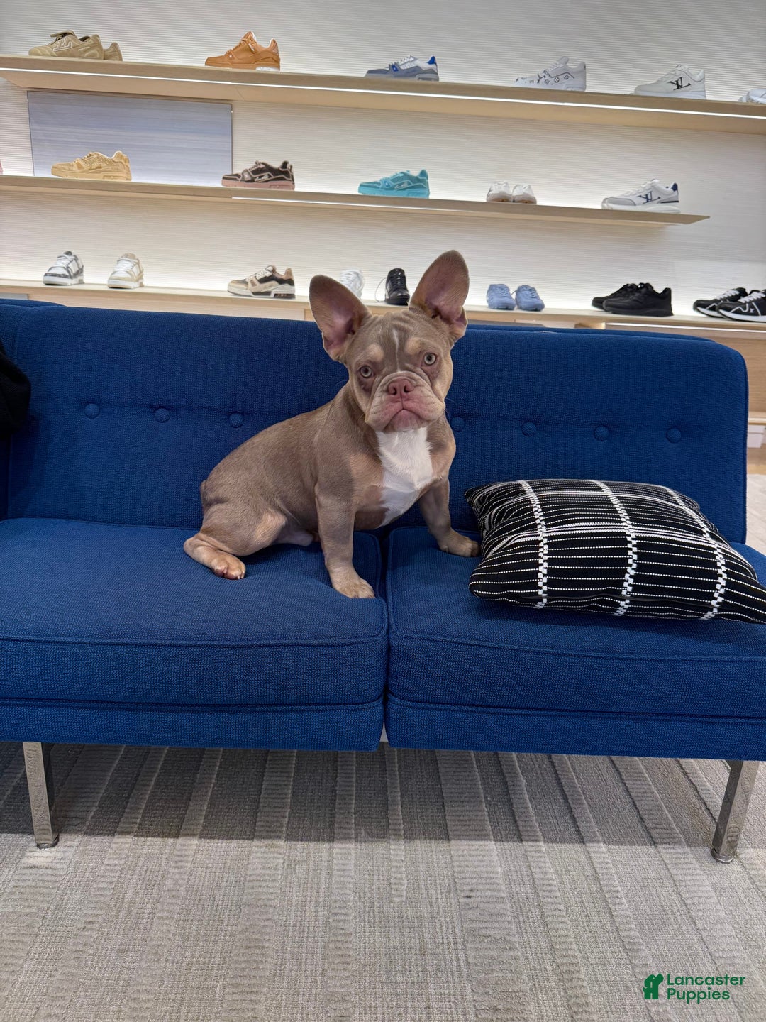French Bulldog dogs for sale: Dj - Image 10