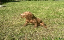 Miniature Poodle dogs for sale: Chocolate Male With Tints Of Red - Image 5