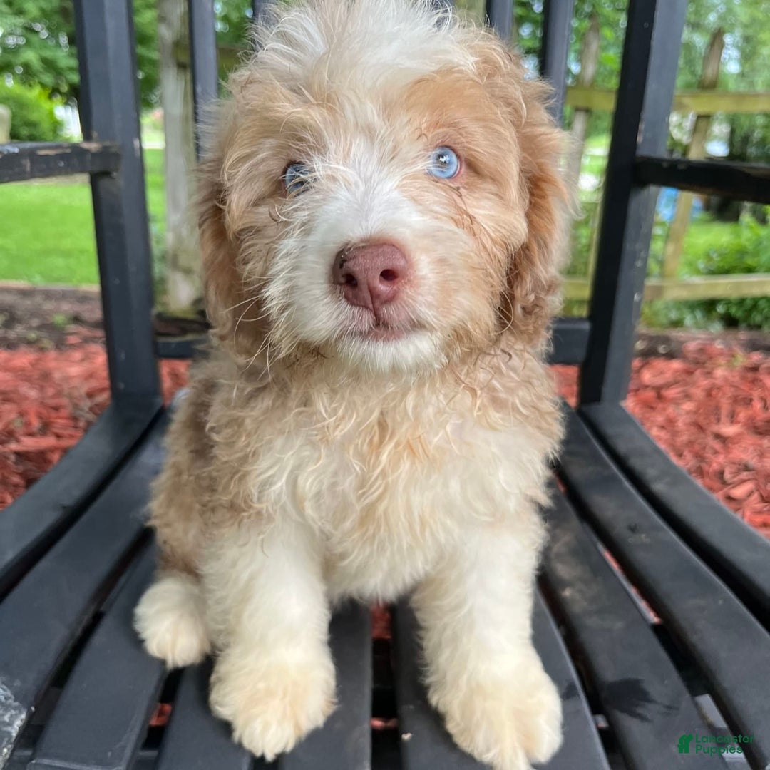 Mini Aussiedoodle dogs for sale: Sunny - Image 21