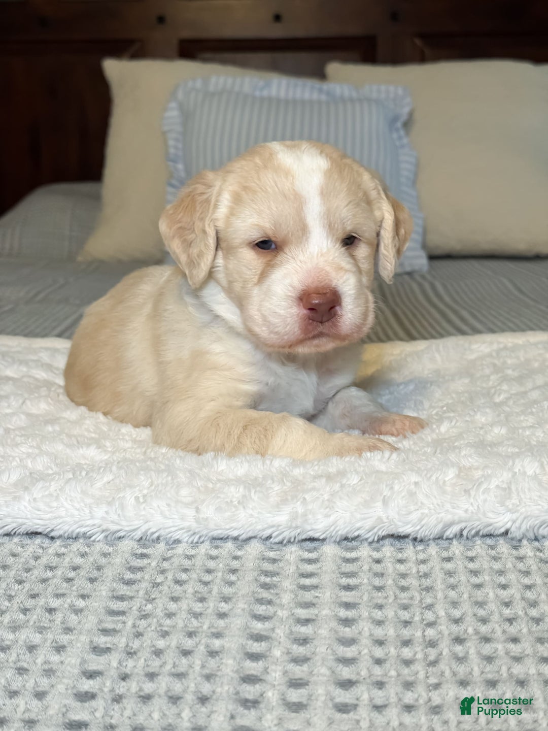 Labradoodle dogs for sale: Pumpkin - Image 2