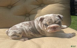 English Bulldog dogs for sale: Iceman - Image 5
