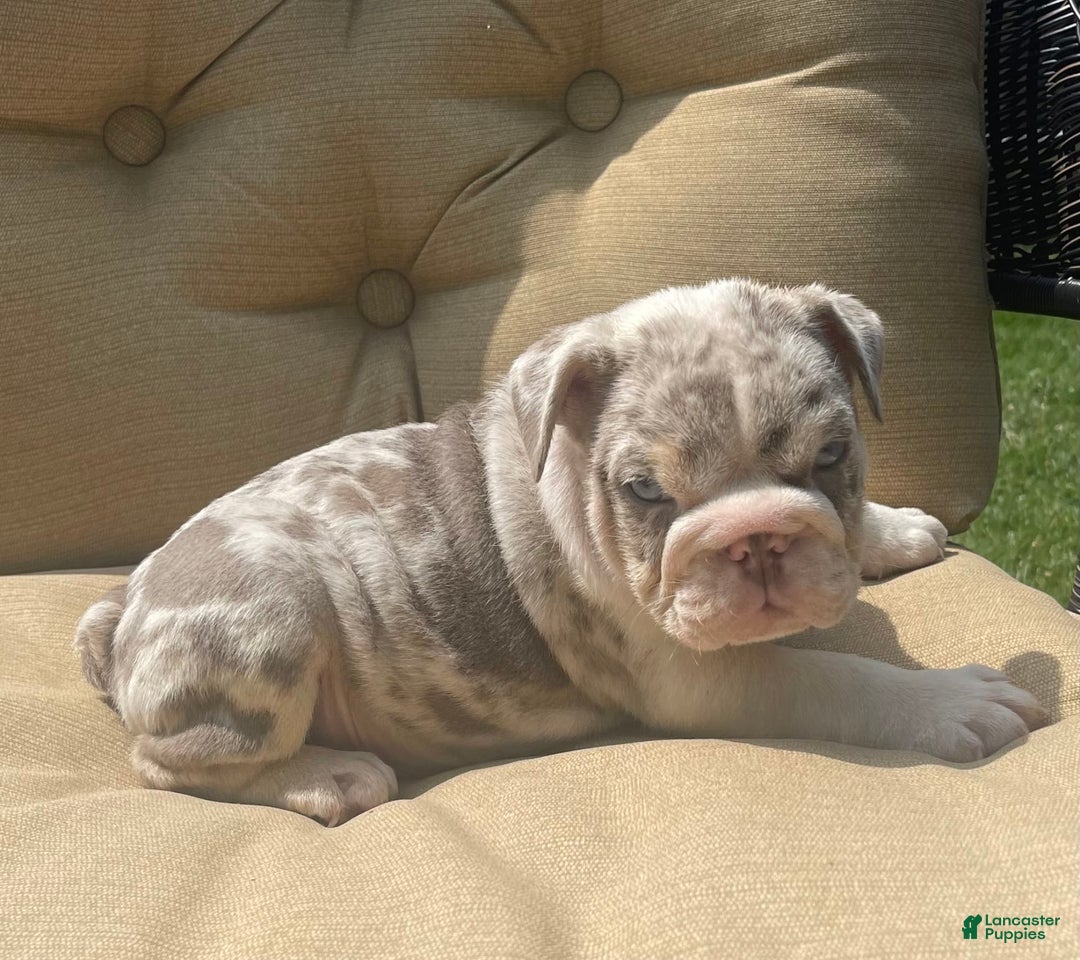 English Bulldog dogs for sale: Iceman - Image 5