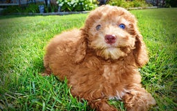 Havapoo dogs for sale: Ginger - Image 7