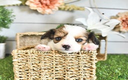 Papillon dogs for sale: Brett - Image 4