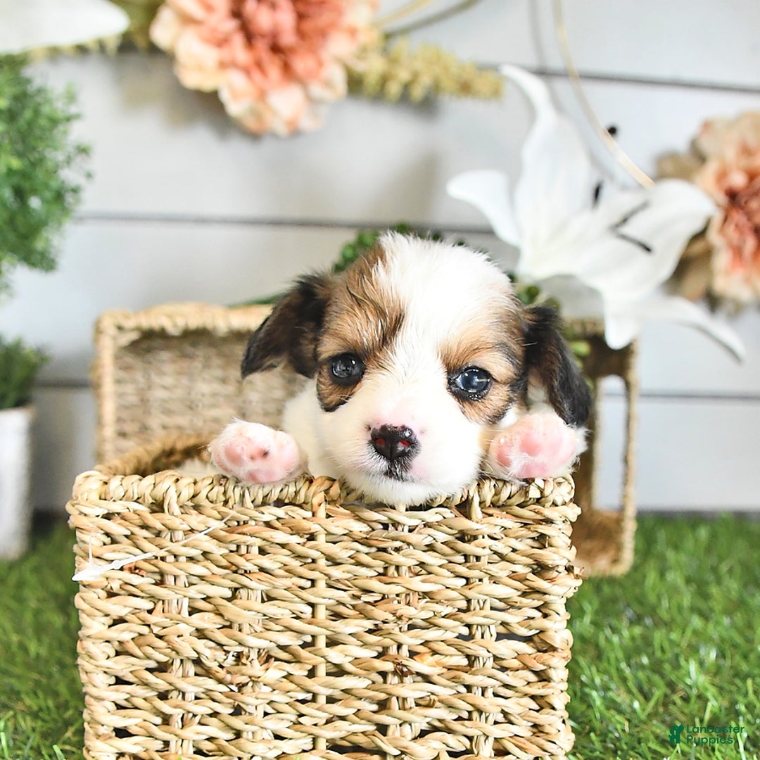 Papillon dogs for sale: Brett - Image 4