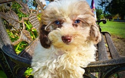 Havapoo dogs for sale: Gabby - Image 8