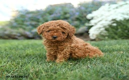 Toy Poodle dogs for sale: Coconut - Image 1