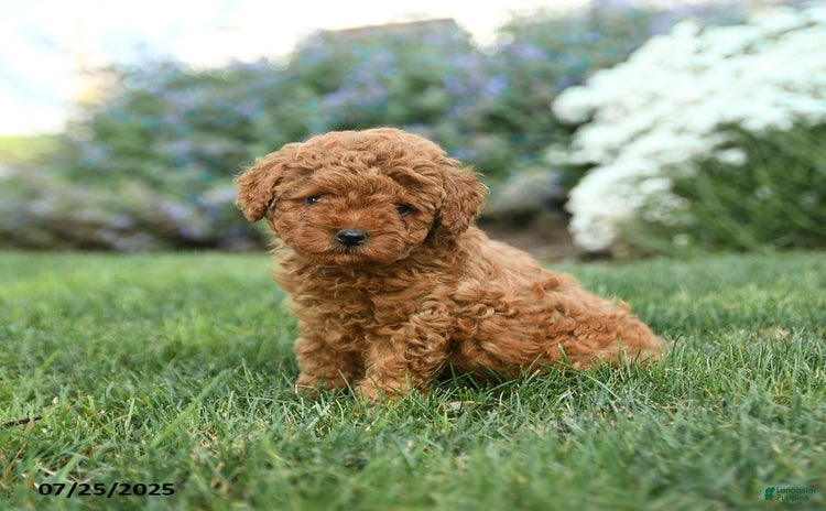 Toy Poodle dogs for sale - Ad 3