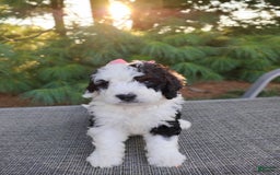 Bernedoodle dogs for sale: Taya - Image 3