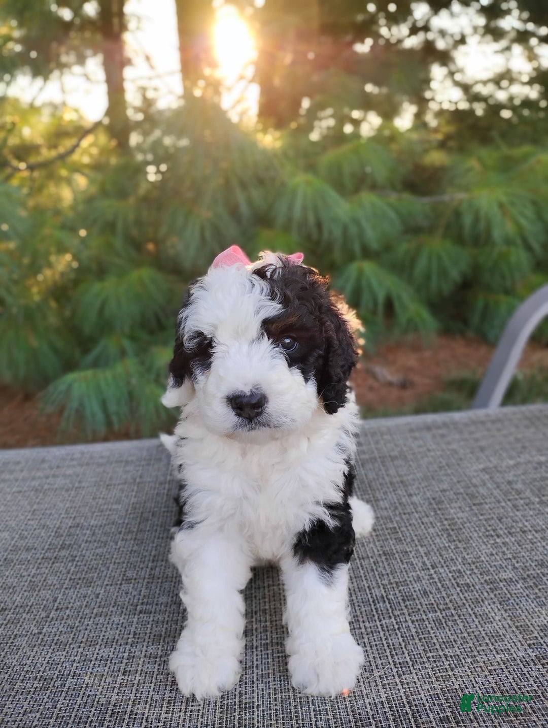 Bernedoodle dogs for sale: Taya - Image 3