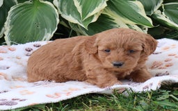 Mini Goldendoodle dogs for sale: Arlena - Image 1