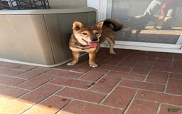 Shiba Inu dogs for sale: Tsuki - Image 6
