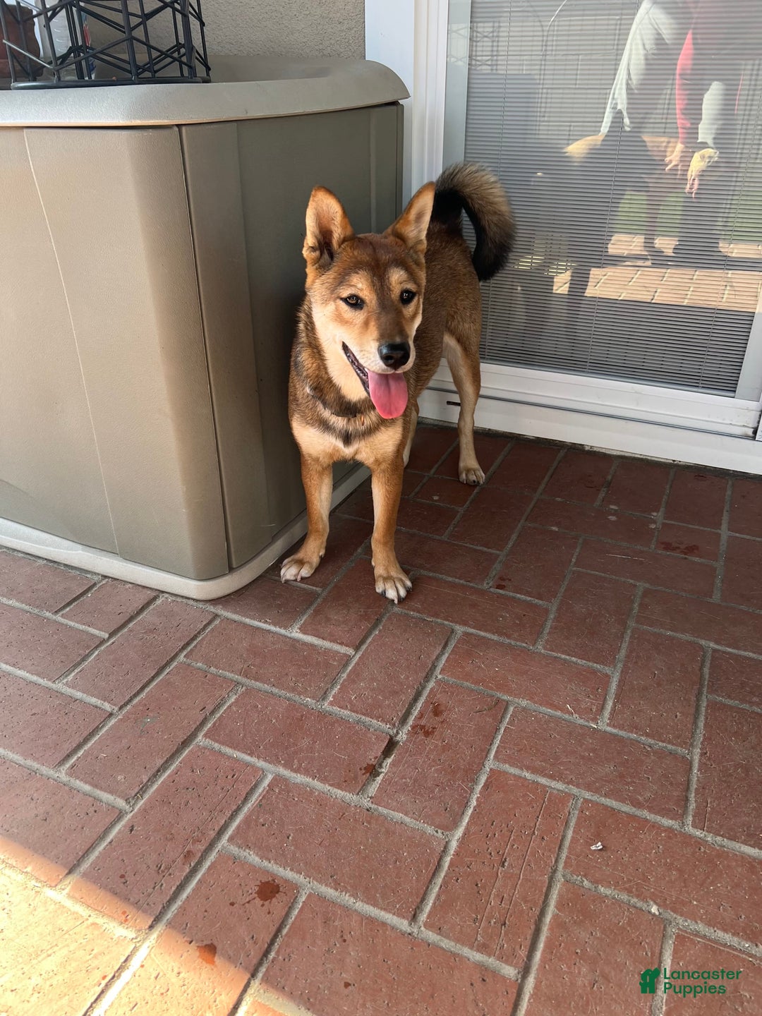 Shiba Inu dogs for sale: Tsuki - Image 6