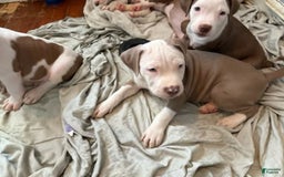 American Staffordshire Terrier dogs for sale: Olive - Image 2