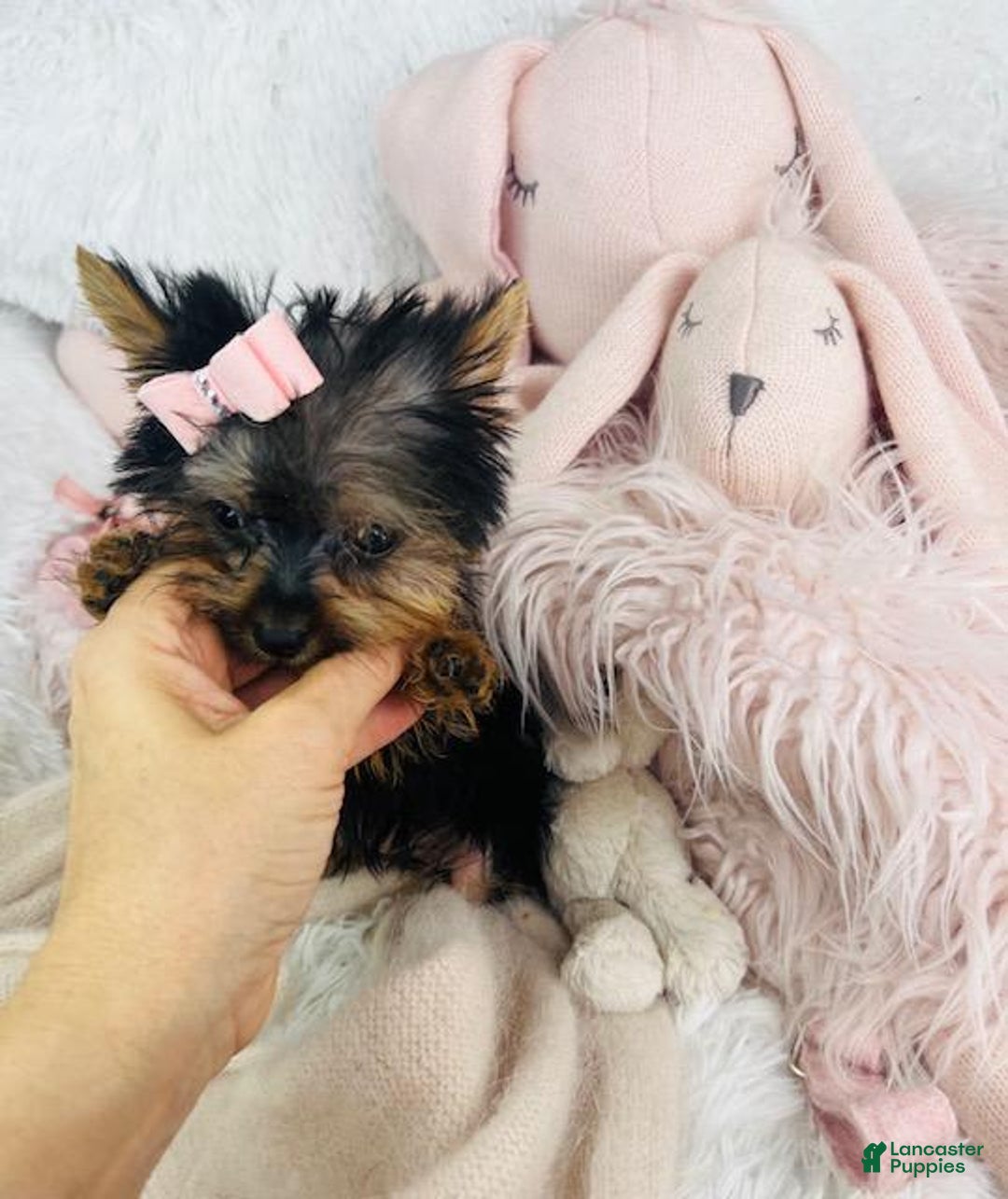 Yorkshire Terrier dogs for sale: Jilda - Image 3