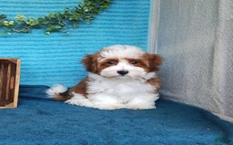 Havanese dogs for sale: Chase - Image 2